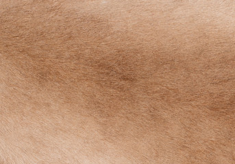 Coat of a springbok antelope as background