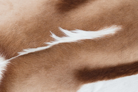 Coat of a springbok antelope as background