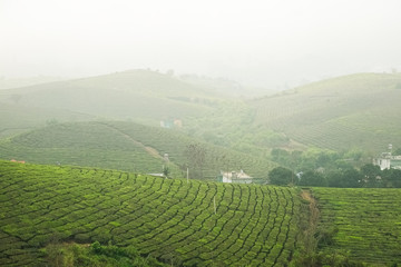 Beauty fresh green tea in sunrise, Moc Chau highland of Vietnam. Beauty highlands in sunrise landscapes.