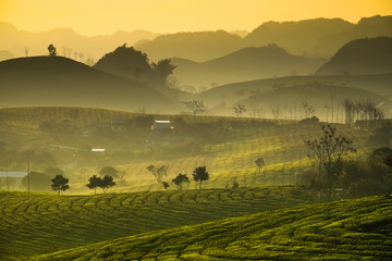 Fototapeta premium Beauty fresh green tea in sunrise, Moc Chau highland of Vietnam. Beauty highlands in sunrise landscapes.