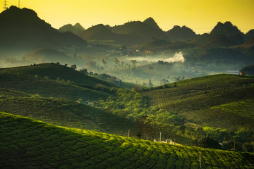 Beauty fresh green tea in sunrise, Moc Chau highland of Vietnam. Beauty highlands in sunrise landscapes.