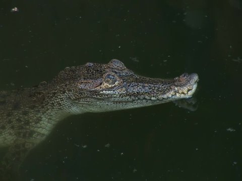 Babies crocodiles are feeding in a zoo