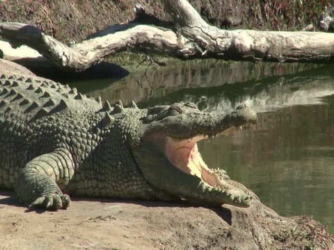 Injured crocodile with his mouth opened
