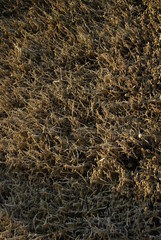 Ciechocinek, Teznie.