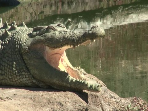 Injured crocodile with his mouth opened
