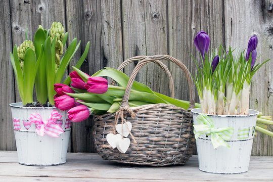 Frühlingserwachen mit Krokusse-Hyazinthen und Tulpen im Weidenkorb rustikal auf Holz