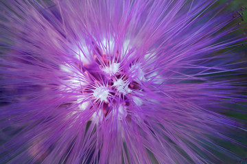 macro detail of a purple fluorescent tropical flower in garden