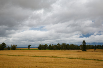 Russian travel on roads through the green forest  and yellow meadows