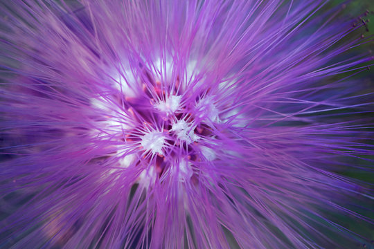 Fototapeta macro detail of a purple fluorescent tropical flower in garden