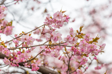 Fototapeta na wymiar The Kawazu cherry tree.The shooting location is Tokyo, Japan.