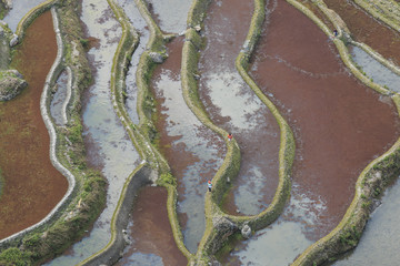 Aerial view of YuanYang rice teracces in Yunnan, China, with two farmers walking along the edge of...