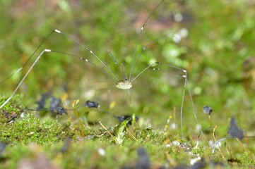 ザトウムシ