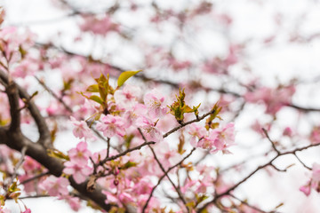 The Kawazu cherry tree.The shooting location is  Tokyo Japan.
