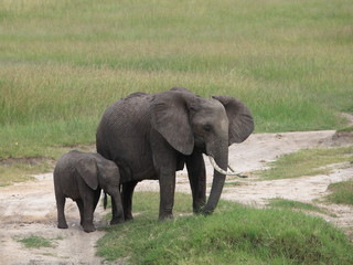 Naklejka na ściany i meble African elephants