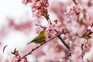 The Japanese White eye.The background is winter cherry blossoms. Located in  Tokyo Prefecture Japan.