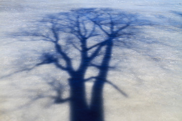 shadow of a tree on ice
