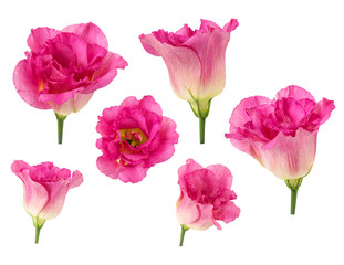 Set of pink rose flowers in different camera angles isolated on white background, elements for design collage, variety of views