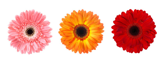 Set of flower gerbera buds in different colours isolated on white background, elements for design collage, top view