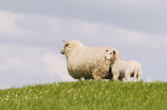 sheep and lamb standing on pasture