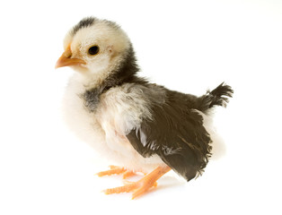 chick serama in studio