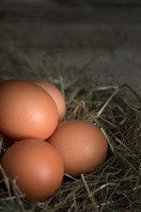 fresh eggs in a nest.