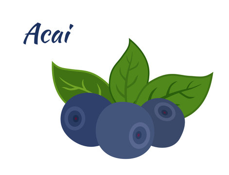 Super food acai berry. Exotic fresh amazon nutrition. Flat style