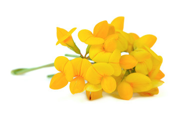 Lotus corniculatus isolated
