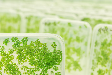 Plants of  Lemnaceae growing in laboratory environment