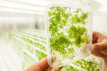Plants of genus Lemnaceae growing in laboratory environment