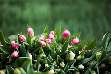 Tulpen, bunt, grüner Hintergrund