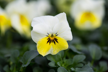 Veilchen, Hornveilchen, Viola cornuta