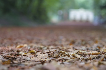 Blurred autumn background