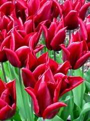 Field of blooming Lasting Love tulips