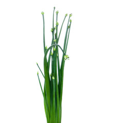 Fototapeta premium flowering chinese garlic chives isolated on white background