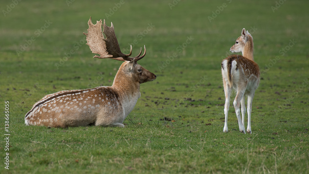 Aufkleber a natural photograph of a fallow deer lying on the grass watching a young fawn while it is looking b