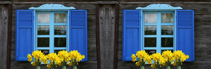 Blaue Holzfenster am Holzhaus mit Narzissen