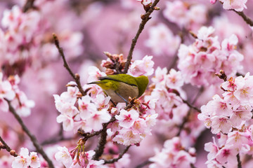 The Japanese White eye.The background is winter cherry blossoms. Located in  Tokyo Prefecture Japan.