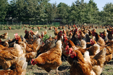Free range chicken in pasture. Farming. Poultry. Netherlands. Chicken pecking in the grass. © A