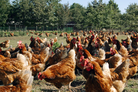 Free range chicken in pasture. Farming. Poultry. Netherlands. Chicken pecking in the grass.