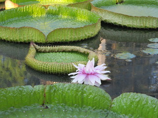 Framed poster Amazing delicate flower of pale pink waterlily Victoria cruziana as a backgrounds. Waterlily and it's pad leaf and bud afloat on the surface of a pond