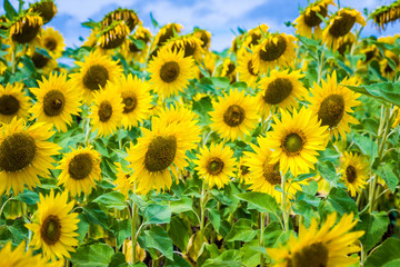 Fototapeta premium Fields full of sunflowers