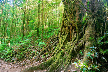 big tree in forest cover with moss