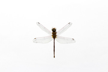 Dragonfly, animal