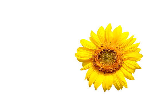 sunflower on white background