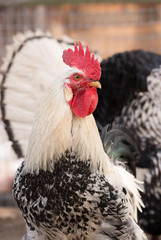 Rooster on the bird's yard in the village