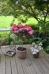 Fototapeta na wymiar Rhododendron yac. Halbstamm im Garten 2