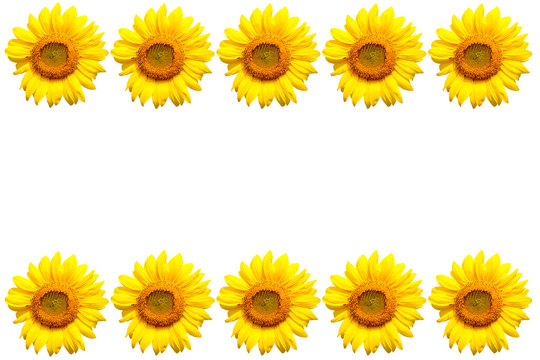 sunflower on white background