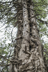 Fototapeta na wymiar tree trunk