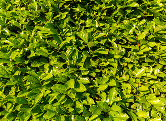 a wall of green leaves as background