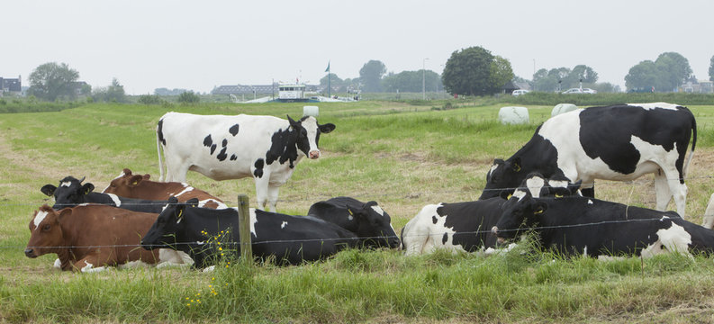 Dutch cows grazing